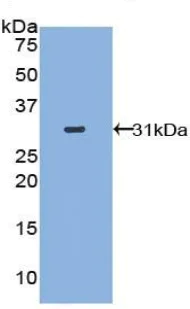Western blot - Anti-STAT2 antibody (AB233177)