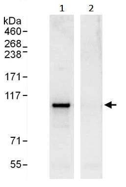 Immunoprecipitation - Anti-STAT2 antibody (AB245394)