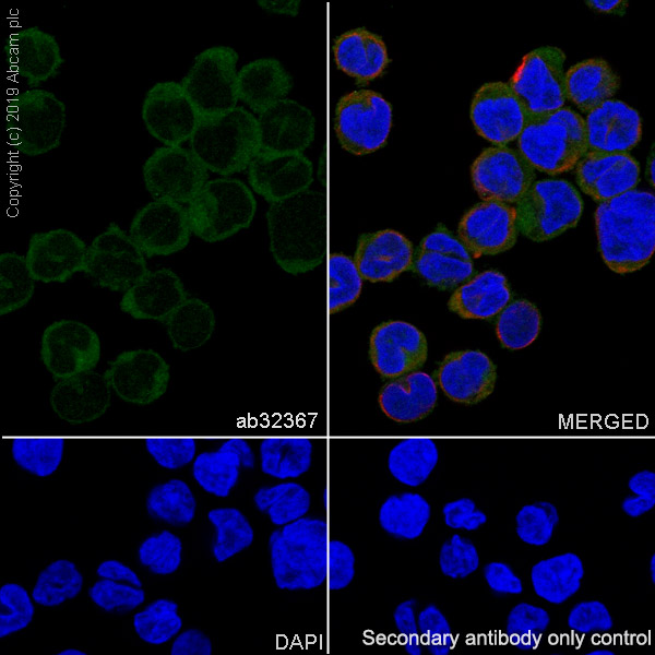 Immunocytochemistry/ Immunofluorescence - Anti-STAT2 antibody [Y141] (AB32367)