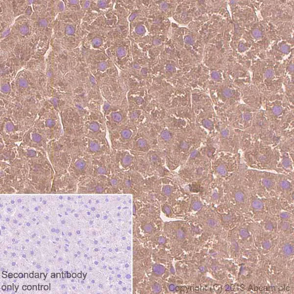 Immunohistochemistry (Formalin/PFA-fixed paraffin-embedded sections) - Anti-STAT2 antibody [Y141] (AB32367)