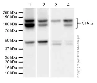 Western blot - Anti-STAT2 antibody [Y141] (AB32367)