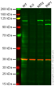 Western blot - Anti-STAT2 antibody [Y141] (AB32367)