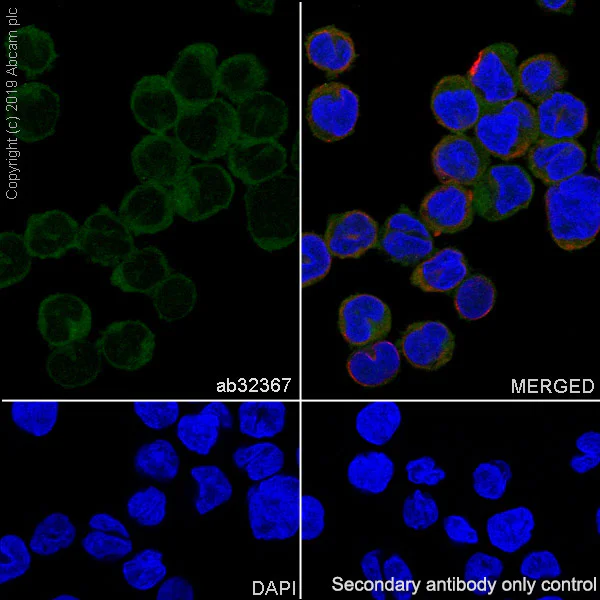 Immunocytochemistry/ Immunofluorescence - Anti-STAT2 antibody [Y141] - BSA and Azide free (AB239811)