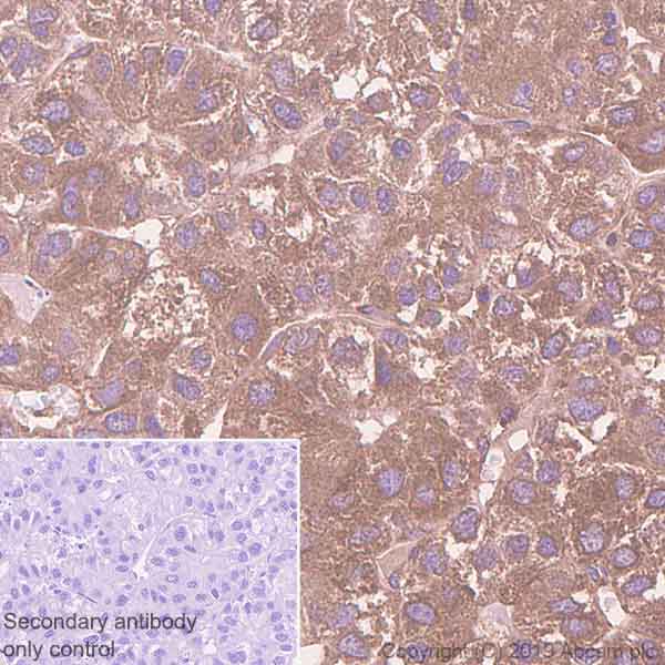 Immunohistochemistry (Formalin/PFA-fixed paraffin-embedded sections) - Anti-STAT2 antibody [Y141] - BSA and Azide free (AB239811)