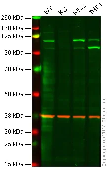 Western blot - Anti-STAT2 antibody [Y141] - BSA and Azide free (AB239811)