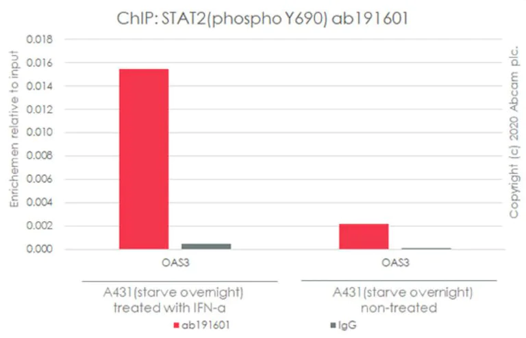 ChIP - Anti-STAT2 (phospho Y690) antibody [EPR18549-42] - ChIP Grade - BSA and Azide free (AB277618)