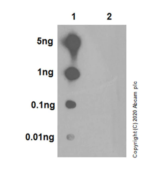 Dot Blot - Anti-STAT2 (phospho Y690) antibody [EPR18549-42] - ChIP Grade - BSA and Azide free (AB277618)