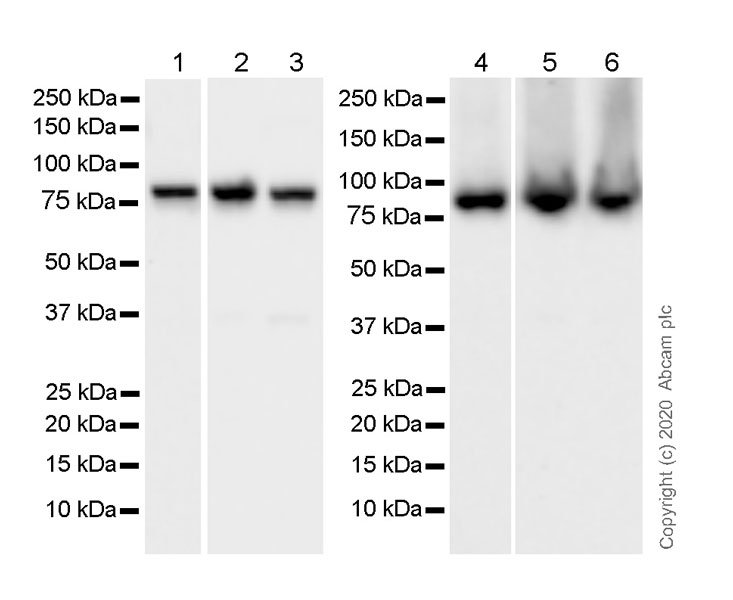 Western blot - Anti-STAT3 antibody [84/Stat3] - BSA and Azide free (AB280219), expandable thumbnail
