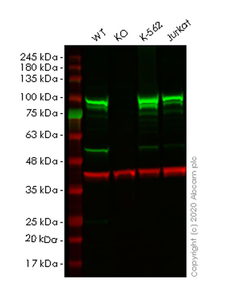 Western blot - Anti-STAT3 antibody [84/Stat3] - BSA and Azide free (AB280219), expandable thumbnail