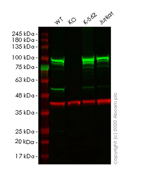 Western blot - Anti-STAT3 antibody [84/Stat3] - BSA and Azide free (AB280219)
