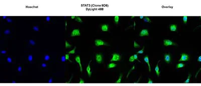 Immunocytochemistry/ Immunofluorescence - Anti-STAT3 antibody [9D8] (AB119352)