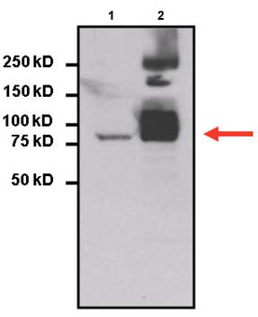Immunoprecipitation - Anti-STAT3 antibody [9D8] (ab119352), expandable thumbnail