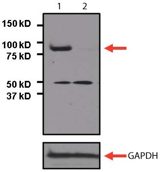 Western blot - Anti-STAT3 antibody [9D8] (AB119352), expandable thumbnail