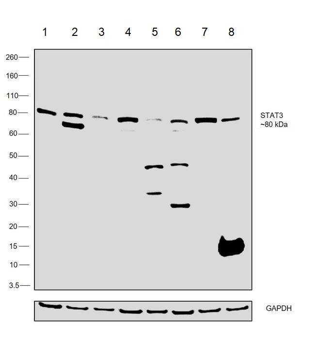 Western blot - Anti-STAT3 antibody [9D8] (AB119352), expandable thumbnail