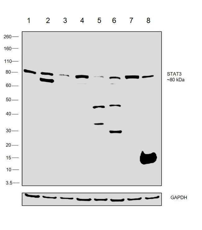 Western blot - Anti-STAT3 antibody [9D8] (AB119352)