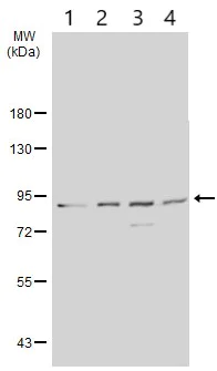 Western blot - Anti-STAT3 antibody (AB226942)
