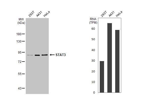 Western blot - Anti-STAT3 antibody (AB226942)