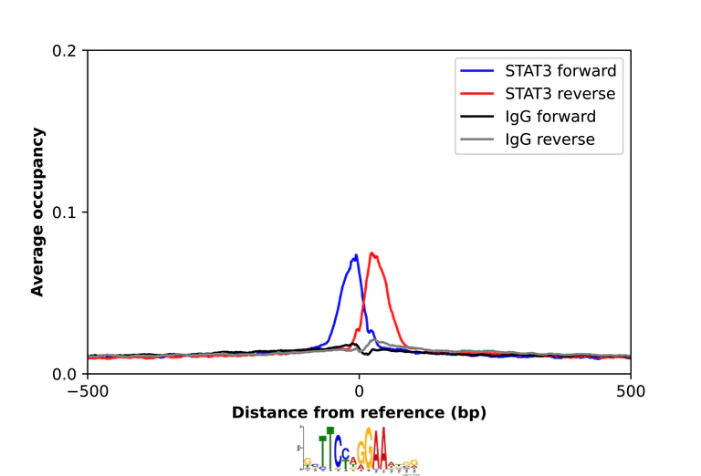 ChIP - Anti-STAT3 Antibody (AB327249)