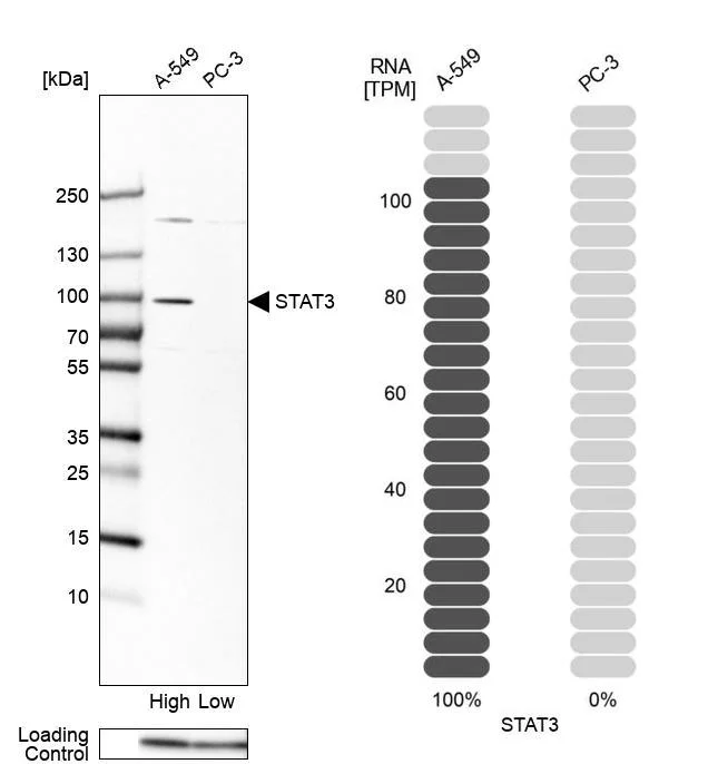 Western blot - Anti-STAT3 Antibody (AB327249)