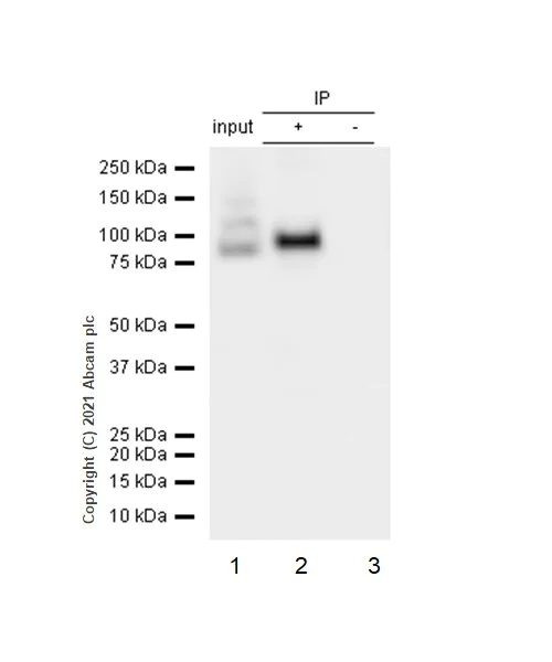 Immunoprecipitation - Anti-STAT3 antibody [E121-21] (AB32500)