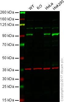 Western blot - Anti-STAT3 antibody [E121-21] (AB32500)
