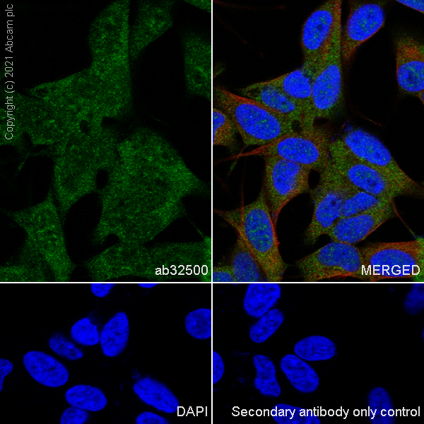 Immunocytochemistry/ Immunofluorescence - Anti-STAT3 antibody [E121-21] - BSA and Azide free (AB171361), expandable thumbnail