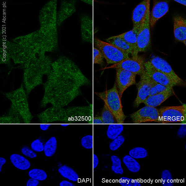 Immunocytochemistry/ Immunofluorescence - Anti-STAT3 antibody [E121-21] - BSA and Azide free (AB171361)