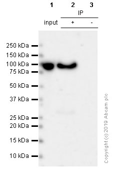 Immunoprecipitation - Anti-STAT3 antibody [E121-21] - BSA and Azide free (AB171361), expandable thumbnail