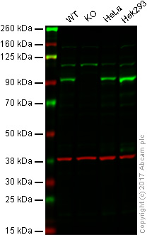 Western blot - Anti-STAT3 antibody [E121-21] - BSA and Azide free (AB171361), expandable thumbnail