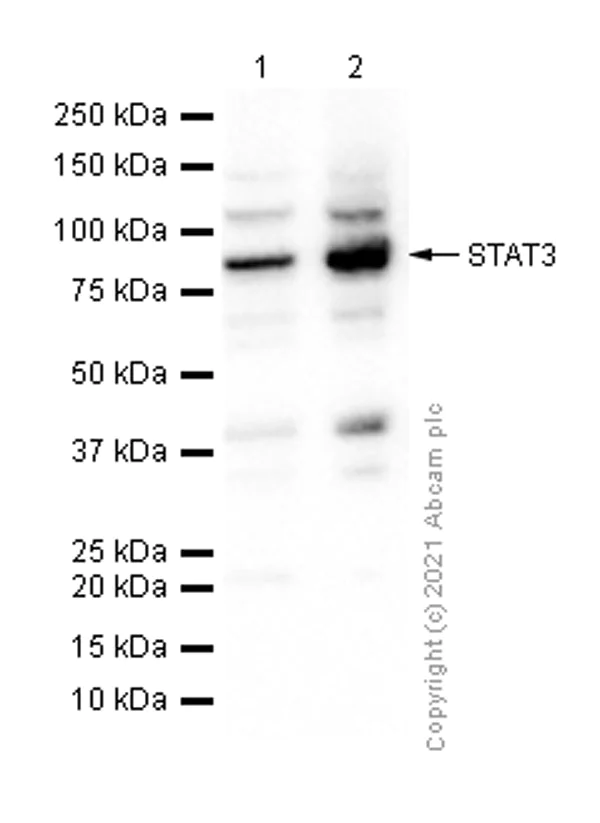 Western blot - Anti-STAT3 antibody [E121-21] - BSA and Azide free (AB171361)