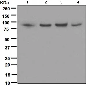 Western blot - Anti-STAT3 antibody [EPR361] (AB109085)
