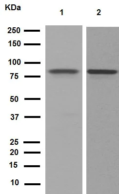 Western blot - Anti-STAT3 antibody [EPR361] (AB109085)