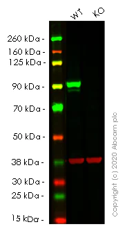 Western blot - Anti-STAT3 antibody [EPR361] (AB109085)