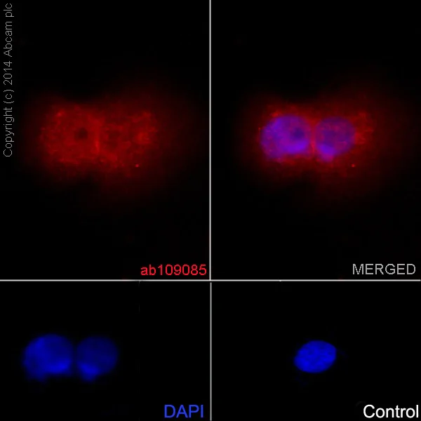 Immunocytochemistry/ Immunofluorescence - Anti-STAT3 antibody [EPR361] - BSA and Azide free (AB171360)