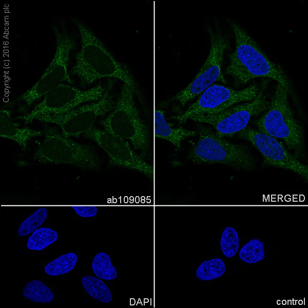 Immunocytochemistry/ Immunofluorescence - Anti-STAT3 antibody [EPR361] - BSA and Azide free (AB171360)