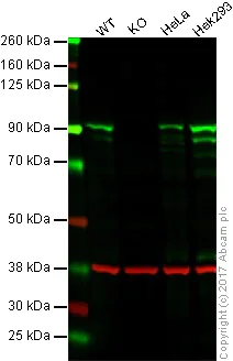 Western blot - Anti-STAT3 antibody [EPR361] - BSA and Azide free (AB171360)