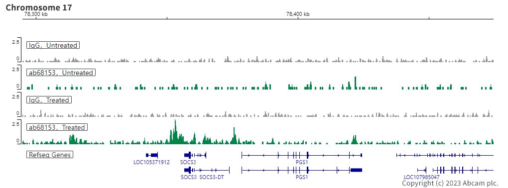 ChIC/CUT&RUN sequencing - Anti-STAT3 antibody [EPR787Y] (ab68153), expandable thumbnail
