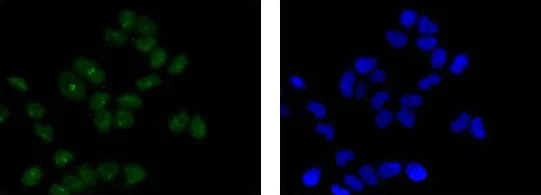 Immunocytochemistry/ Immunofluorescence - Anti-STAT3 antibody [EPR787Y] (AB68153)