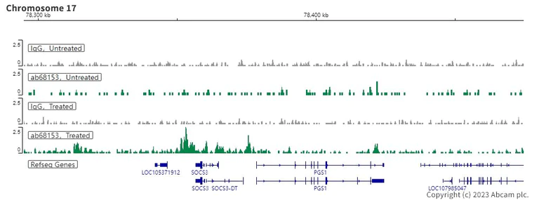 ChIC/CUT&RUN sequencing - Anti-STAT3 antibody [EPR787Y] - BSA and Azide free (AB171359)
