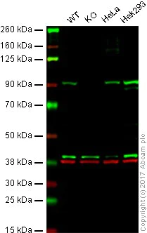 Western blot - Anti-STAT3 antibody [EPR787Y] - BSA and Azide free (AB171359)