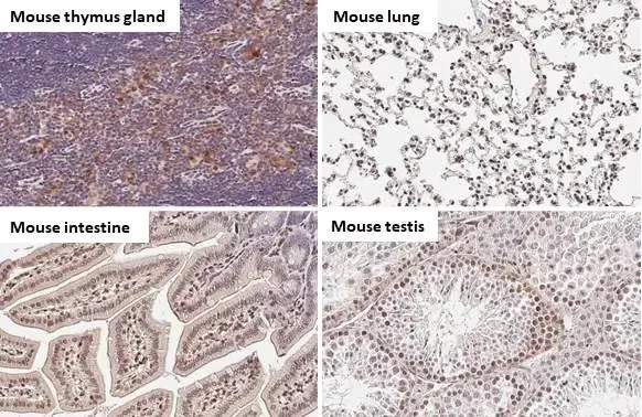 Immunohistochemistry paraffin embedded sections - Anti-STAT3 antibody [HL1134] (AB308380)