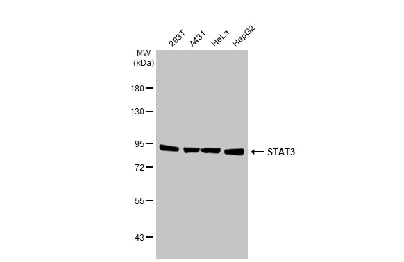 Western blot - Anti-STAT3 antibody [HL1134] (AB308380)