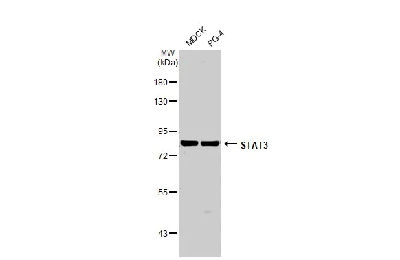 Western blot - Anti-STAT3 antibody [HL1134] (AB308380)