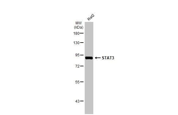 Western blot - Anti-STAT3 antibody [HL1134] (AB308380)