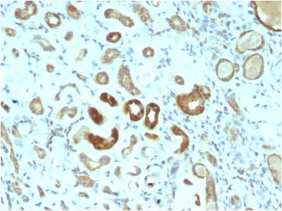 Immunohistochemistry (Formalin/PFA-fixed paraffin-embedded sections) - Anti-STAT3 antibody [STAT3/2409] (AB238058)