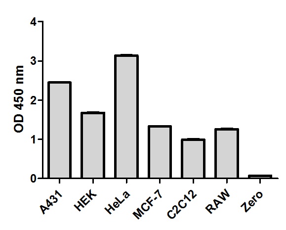 Sandwich ELISA - STAT3 ELISA Kit (AB176655)