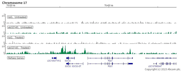 ChIC/CUT&RUN sequencing - Anti-STAT3 (phospho S727) antibody [E121-31] (AB32143)