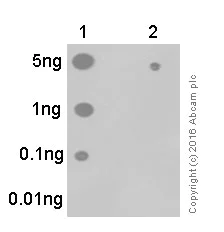 Dot Blot - Anti-STAT3 (phospho S727) antibody [E121-31] (AB32143)