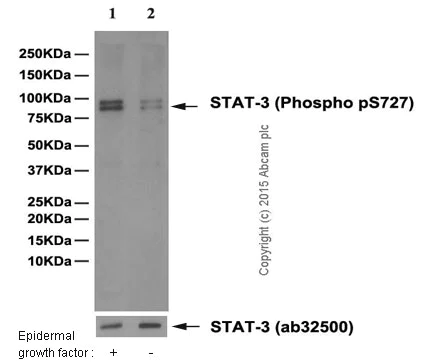 Western blot - Anti-STAT3 (phospho S727) antibody [E121-31] (AB32143)