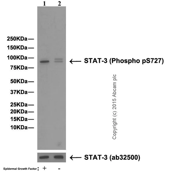 Western blot - Anti-STAT3 (phospho S727) antibody [E121-31] (AB32143)